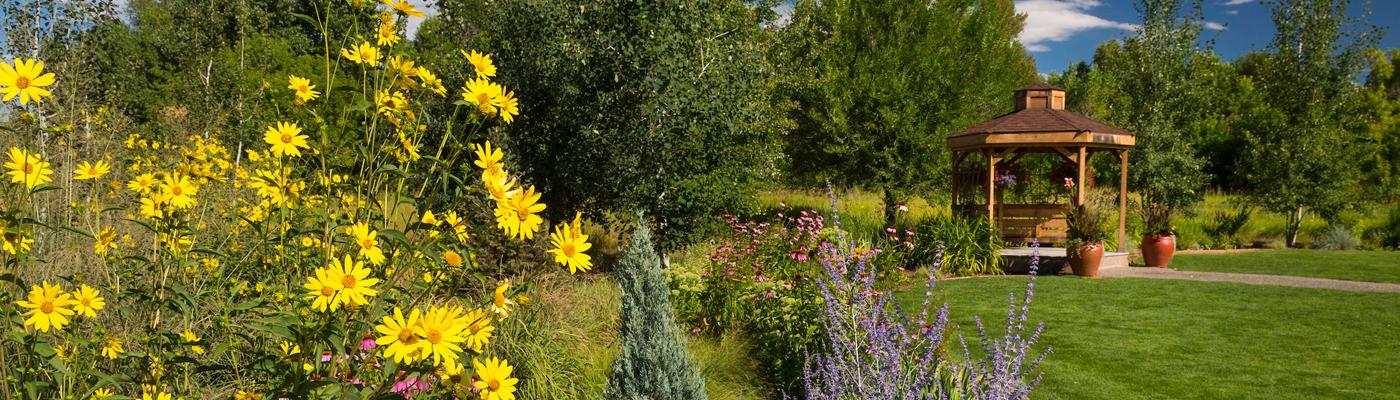 Gazebo and bright, yellow flowers at Chatfield Farms