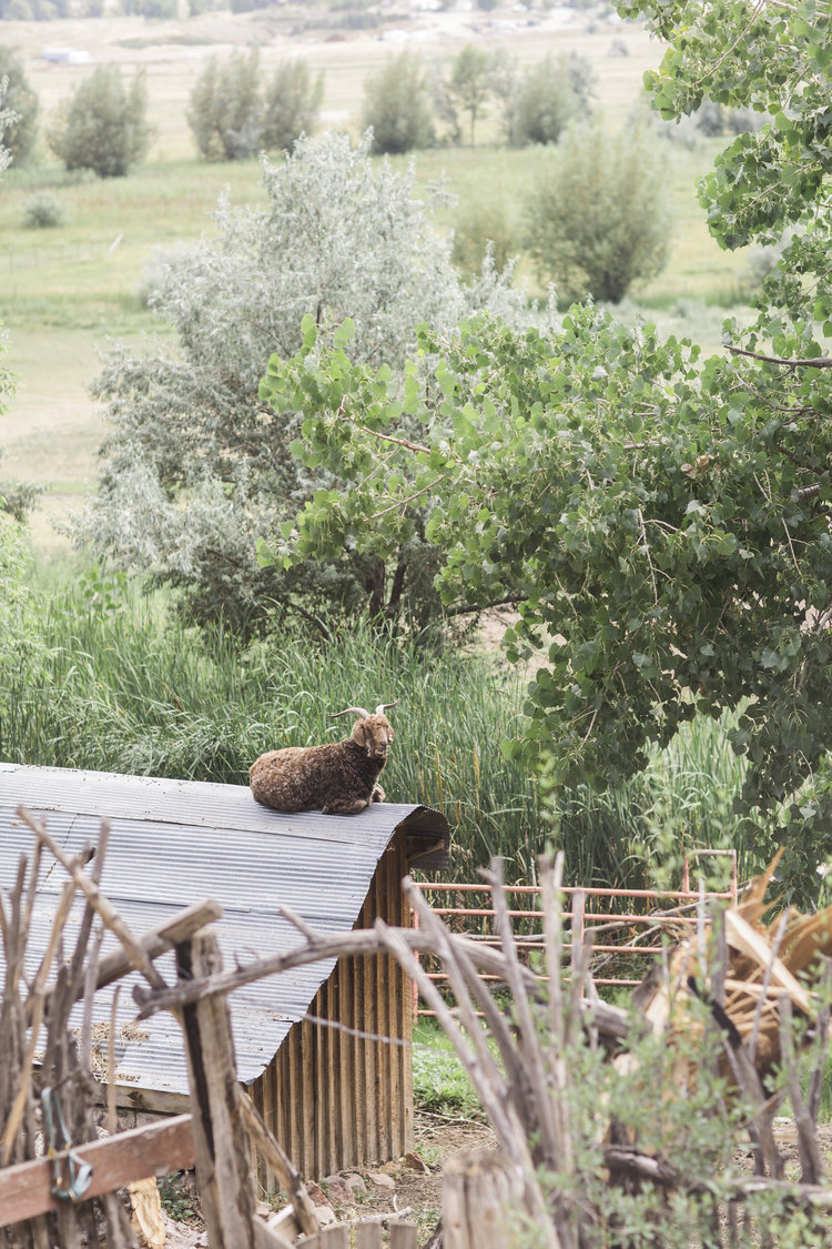 Brown goat staring off into distance on roof of pen surrounded by trees in organic farm setting
