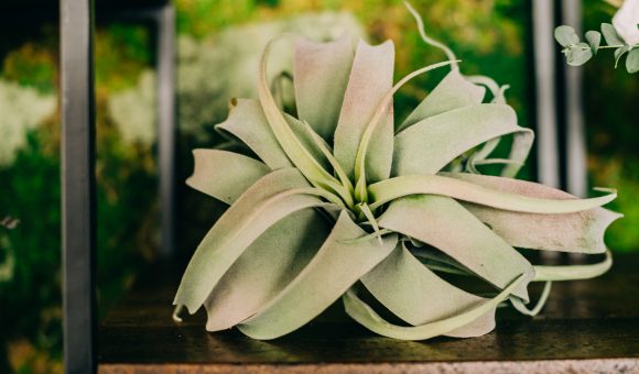 close up shot of air plant