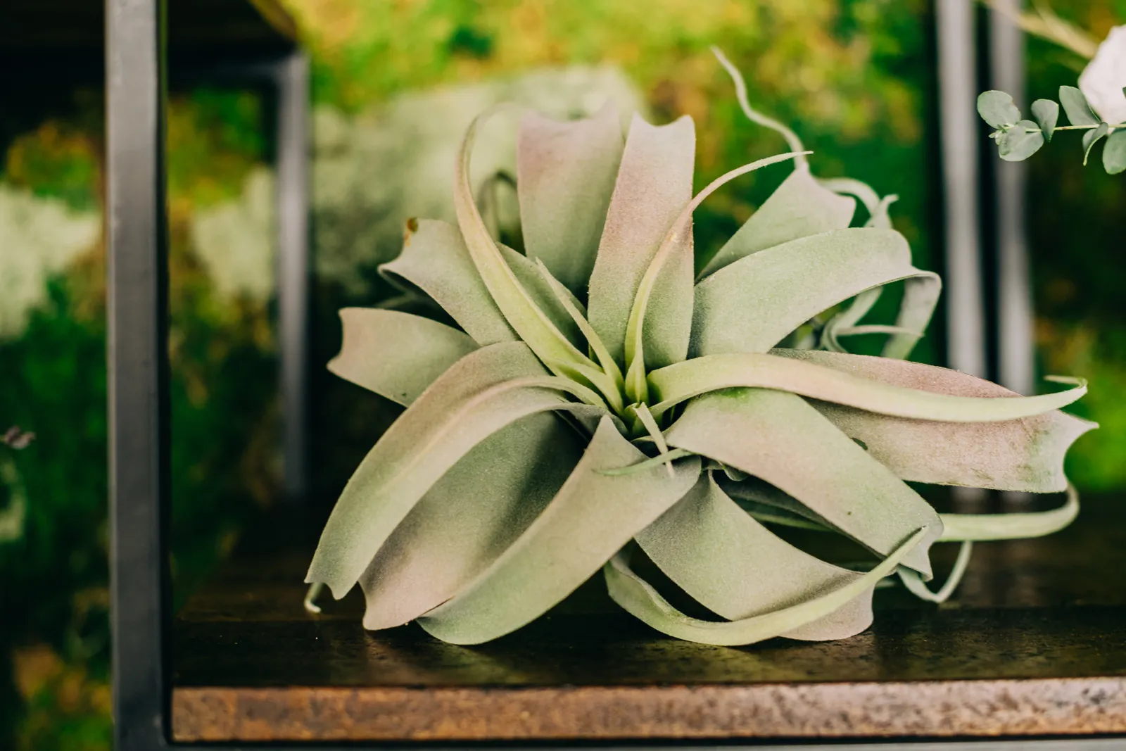 close up shot of air plant